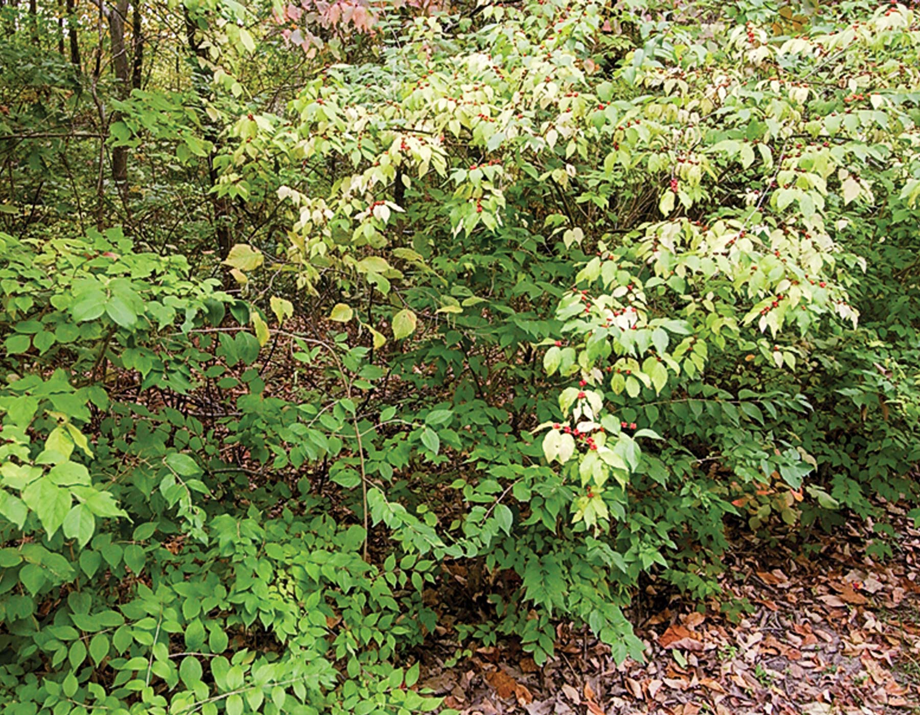 How To Remove Invasive Bush Honeysuckle Arkansas Urban Forestry Council